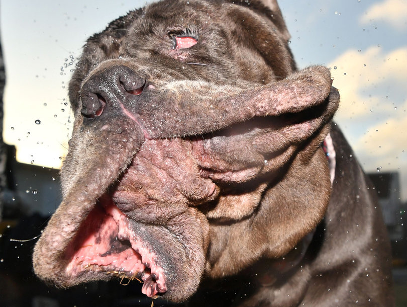 martha ugliest martha the neapolitan mastiff is the world s ugliest toofab martha ugliest martha the neapolitan mastiff is the world s ugliest toofab