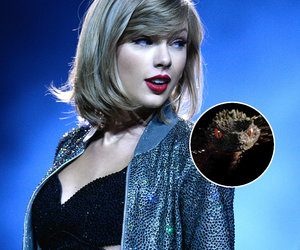 The #TS6IsComing Files: Swift Announces New Single, Album Release Dates